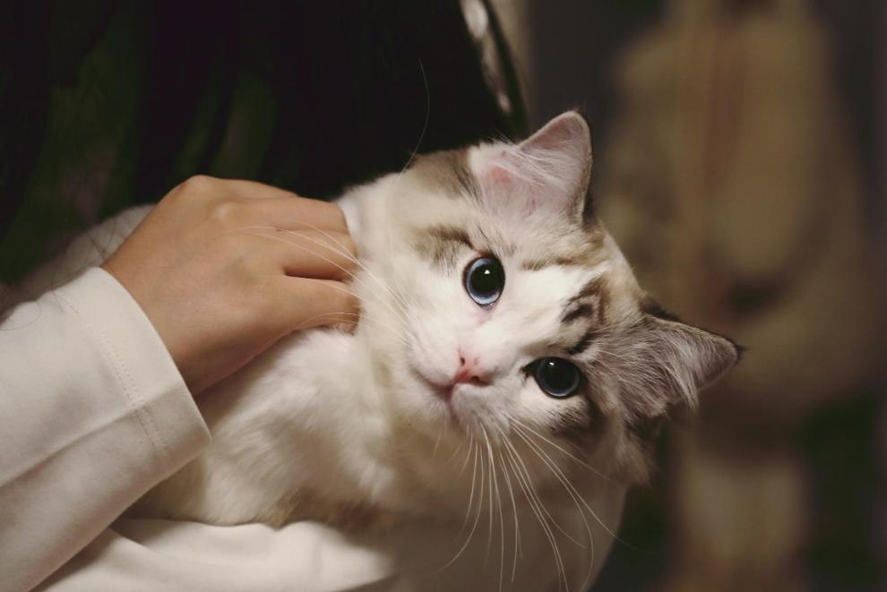 养猫对人体健康有什么好处,家里养猫究竟好处多还是坏处多