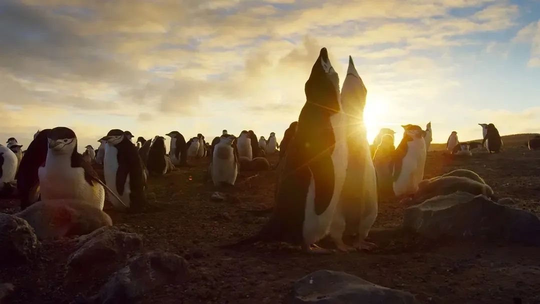 假期儿童纪录片推荐经典,青少年假期推荐纪录片