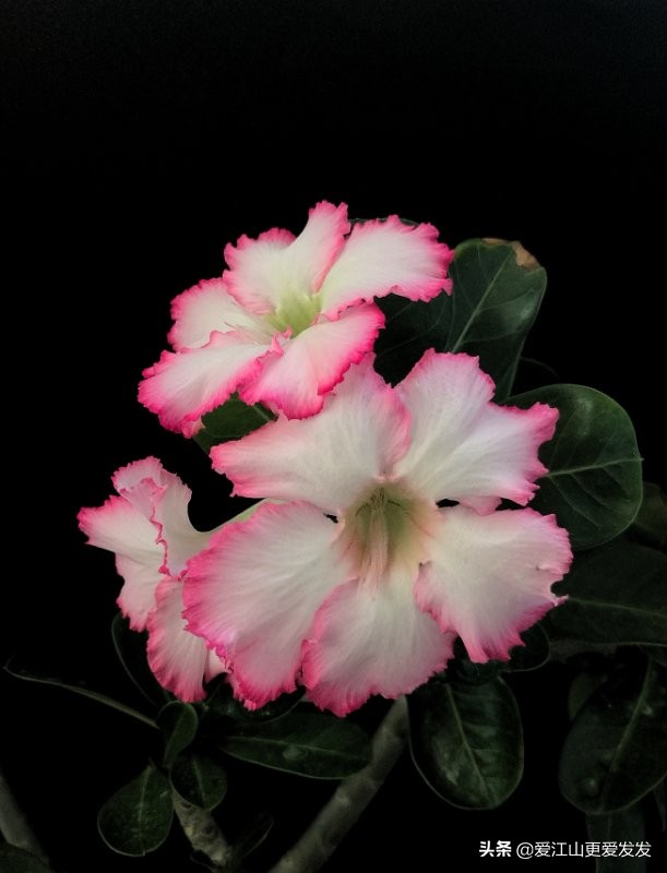 沙漠玫瑰怎么养怪根,沙漠玫瑰初恋怎么养