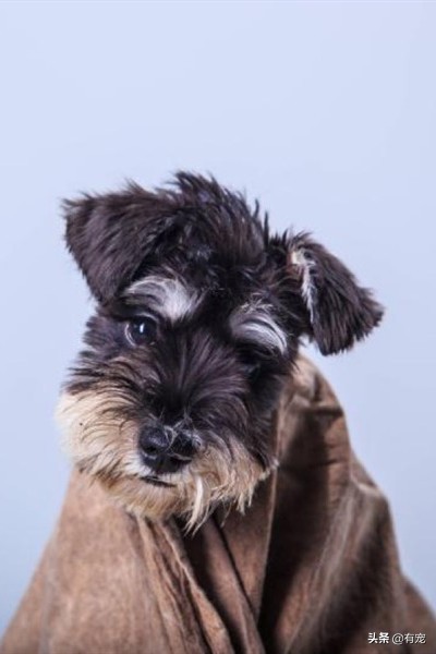 长毛狗狗梳毛的正确方法,狗狗毛发蓬松好还是短毛好