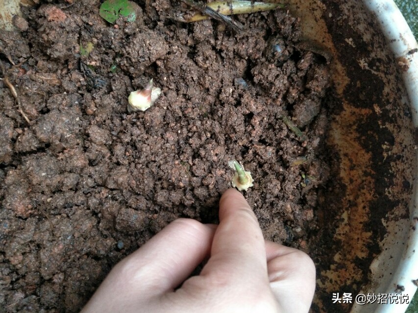家庭生姜怎样种植最好吃,生活小妙招生姜怎么种植