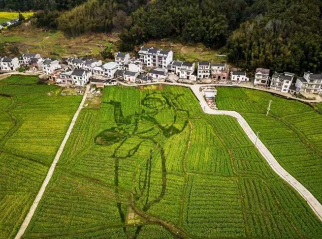 黄山踏青油菜花图片,黄山油菜花景观进入最佳观赏期