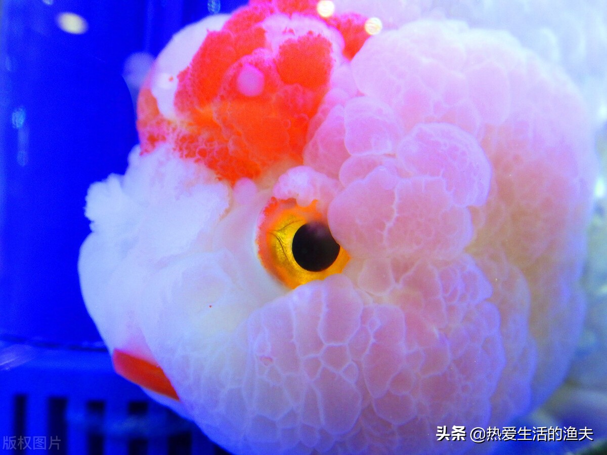 金鱼怎么养才不会死掉,养金鱼容易死的几个原因