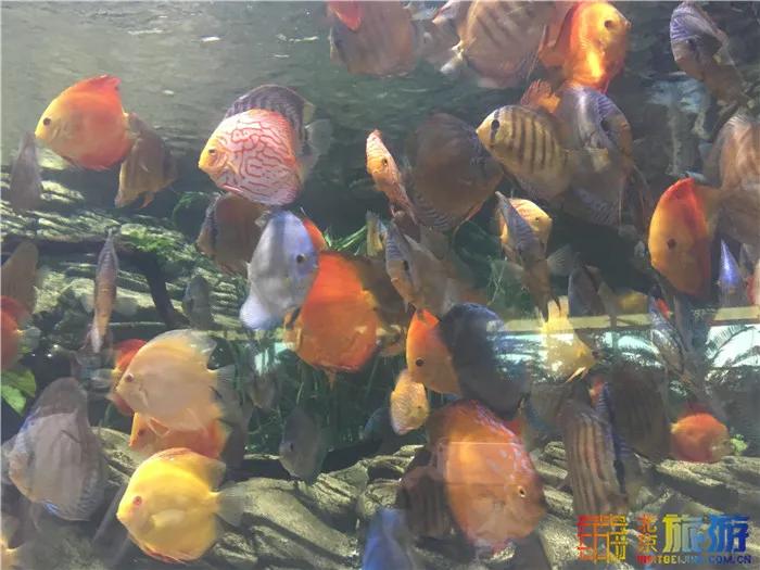 周末有风？别怕，来北京这里看花花草草和无数小可爱！猜到是哪里了吗？