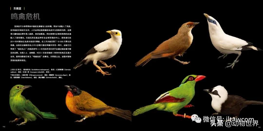 守护生物多样性,请继续保持我们的生物多样性