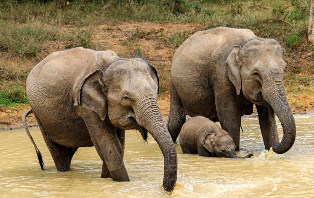 大象啪啪啪的时候是这个样的，如此硕大的动物也有这么温柔的一面