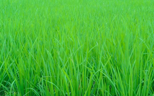 测一测你适合什么脸色,测一测你的性格主导色金色