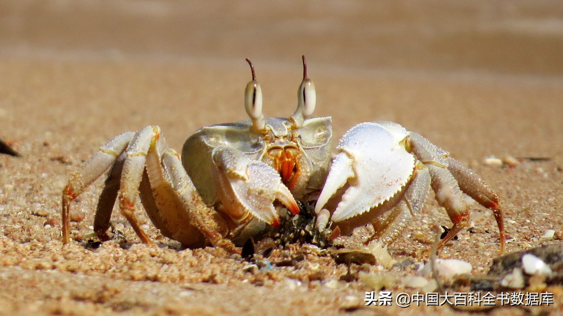 煮熟的虾和蟹为什么会变红,虾蟹煮熟后为什么会变红