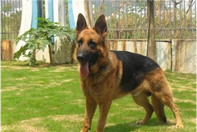 哪种狗最聪明温顺可爱,最聪明的五种狗