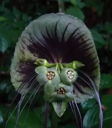 世界顶级奇花异卉,100种奇花异草图