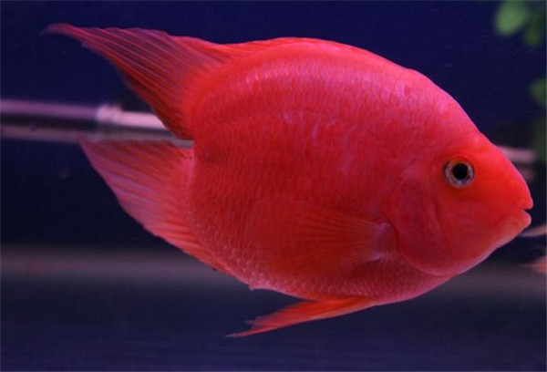 红鹦鹉鱼种类,红白鹦鹉鱼种类