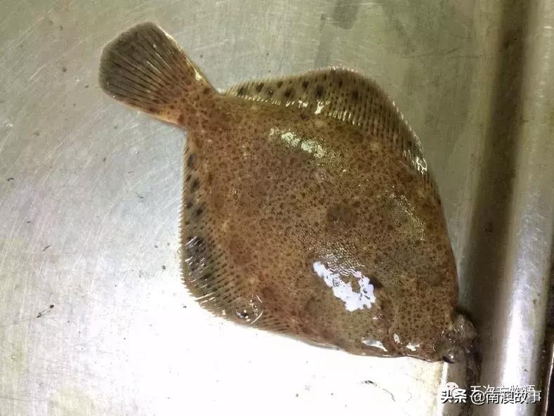 最受欢迎的海洋鱼排名,最受欢迎的十大海鲜