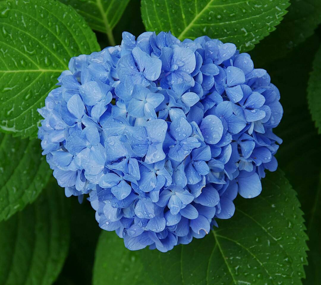 花语大全100种花的花语,100种象征着爱情的花的花语