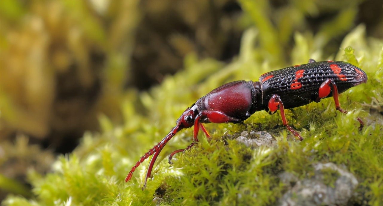 都有哪些常见的甲虫,不同种类但是很相似的甲虫图片
