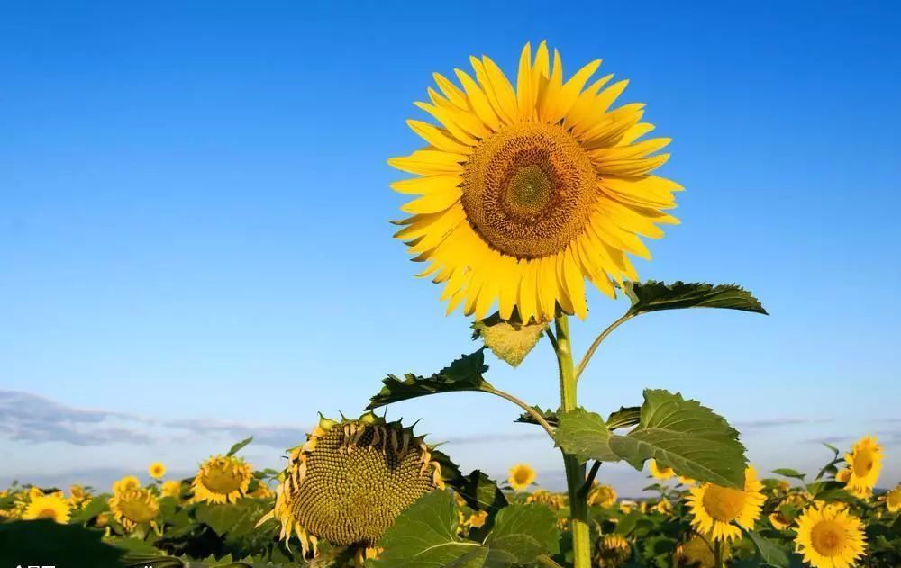 100种常见观叶植物图鉴史上最全,农村常见的100种植物