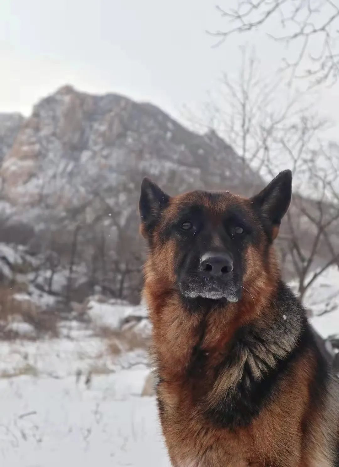冬日雪景的诗句,黄山冬日雪景有关诗句