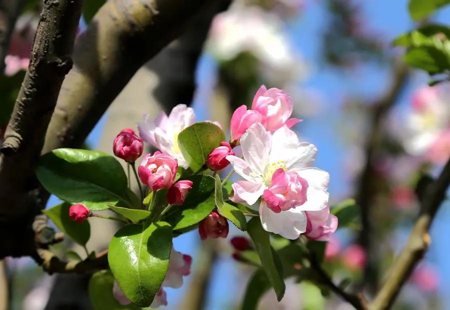 春分是春天最美的季节,在春分这个美好节气里