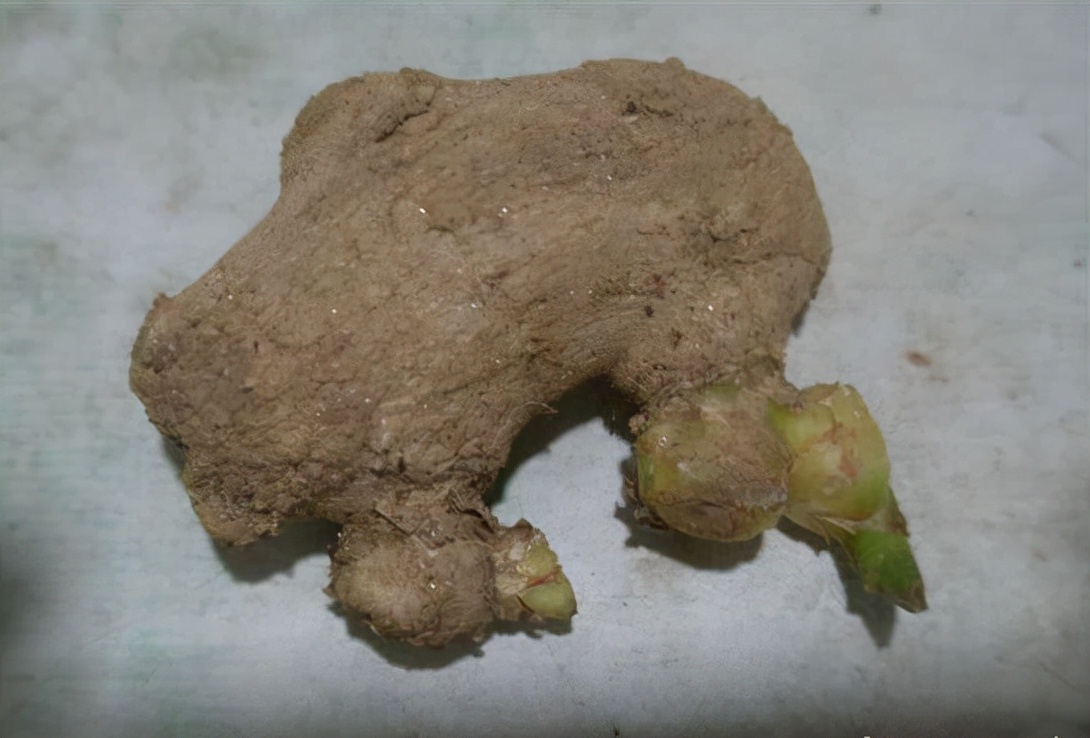 一分钟学会盆栽生姜,生姜生长快的方法