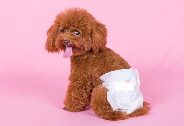 贵宾犬初次养几只合适呢,贵宾犬小型犬养的时候有什么建议