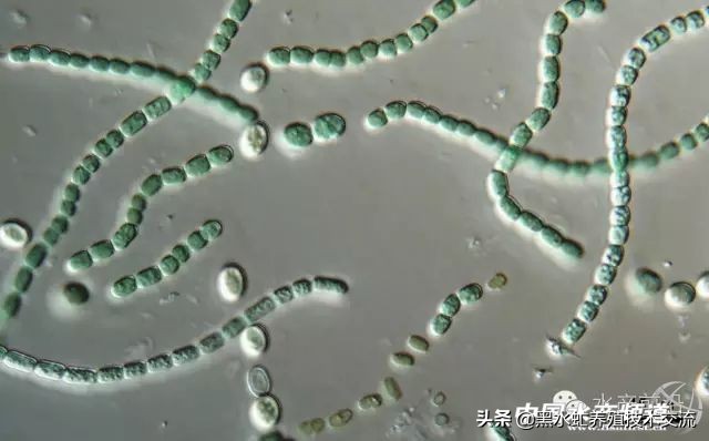 水产藻类大全图片,水产藻类知识大全