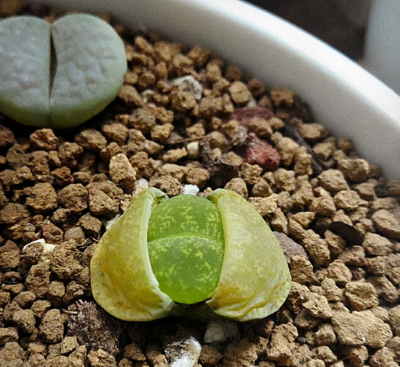 超全多肉术语42种多肉入门术语图文详解让你一文搞懂多肉术语