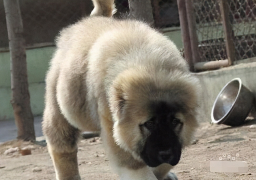 狗界5大冒牌货杜宾犬也有山寨版,犬界中的五大假货