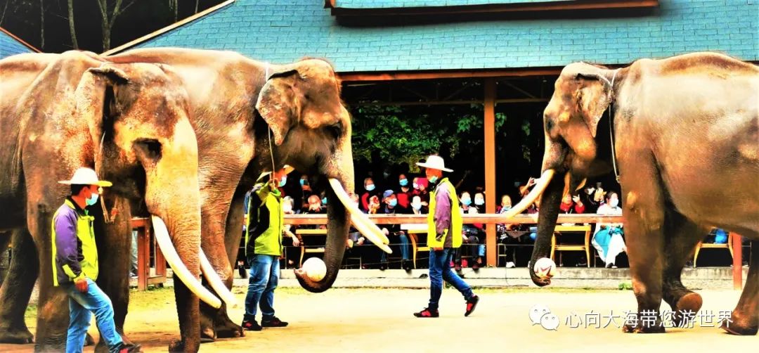 彩云之南版纳行,版纳之旅看大象