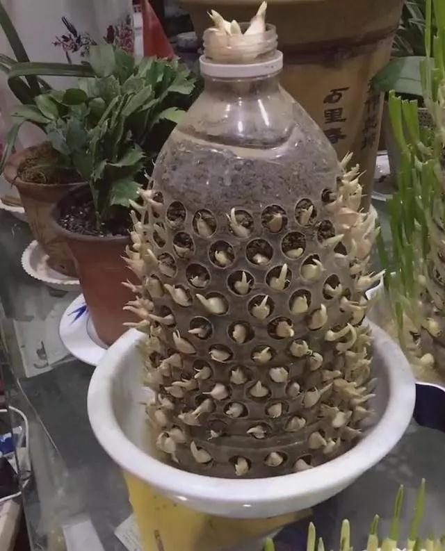 生姜盆景怎么种植,生姜盆景种植方法