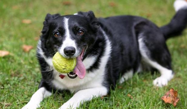 最小的狗狗是什么品种多少钱一只,喜欢板鸭趴的狗狗一般是什么品种