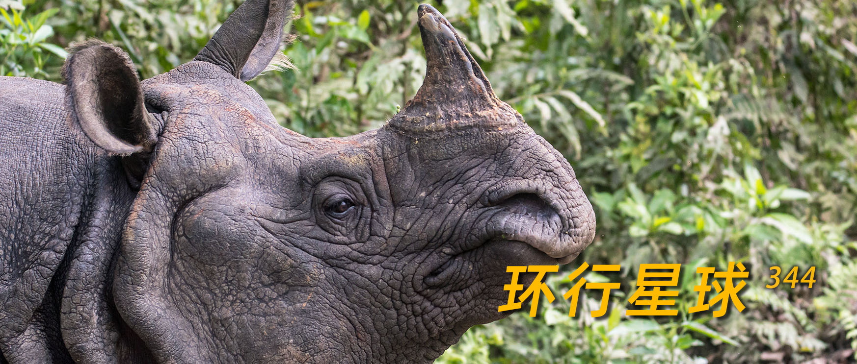 野生独角兽,哪里找得到独角兽动物