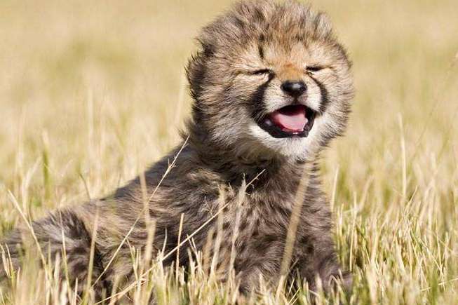 野生动物法规定哪些动物不能吃,现在规定哪些野生动物不能吃