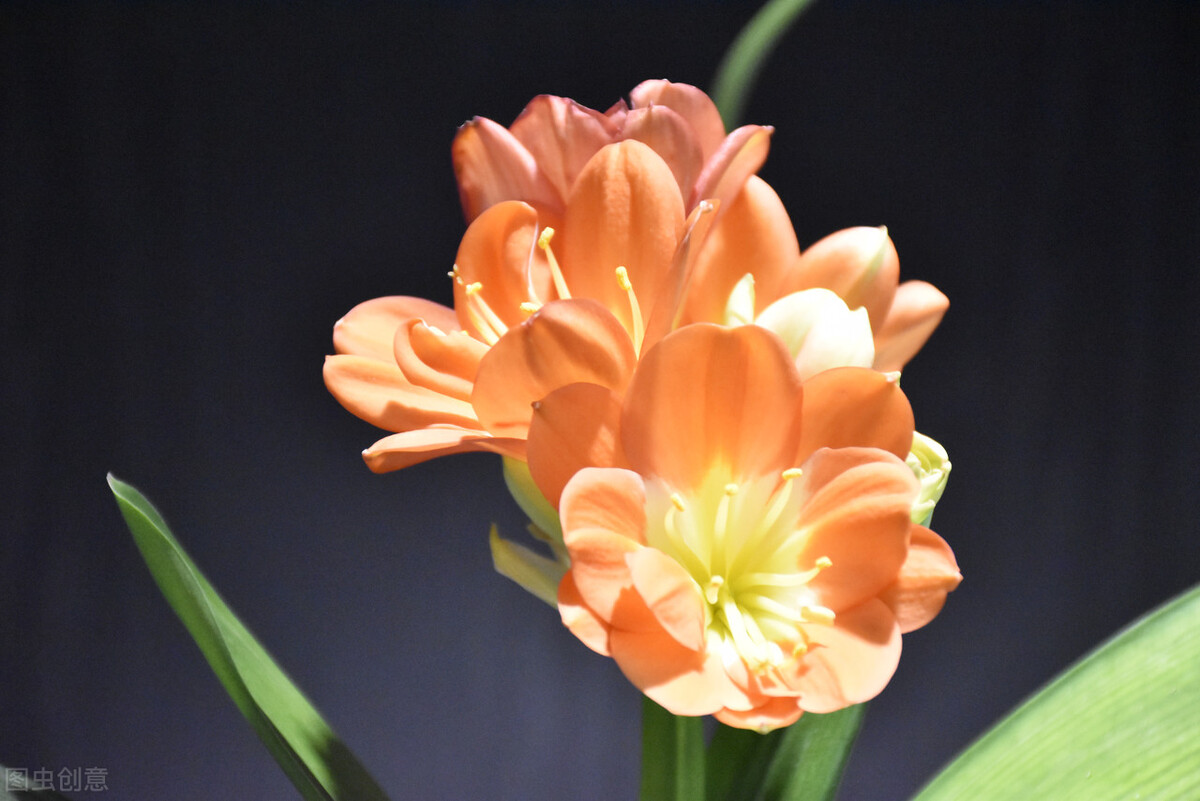 君子兰换盆要不要把老土全部换掉,老花匠给君子兰换盆的口诀