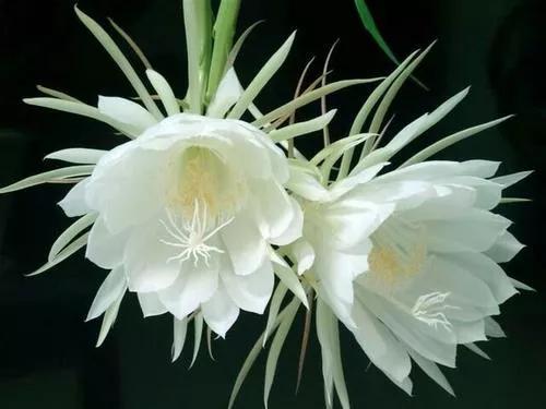 清新的花可以做什么菜,做菜点缀可食用的花