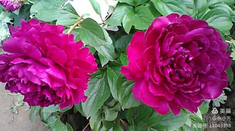 上海中山公园介绍,上海中山公园