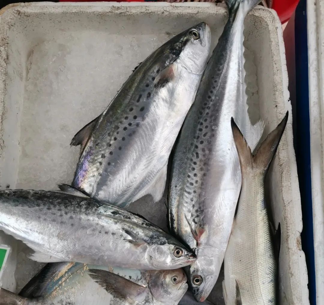 开海季都有什么海鲜,开海了这些生猛海鲜