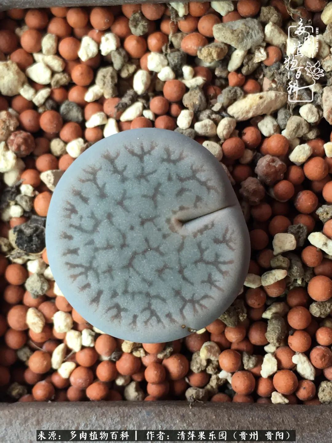 生石花庭院,晶莹剔透的生石花