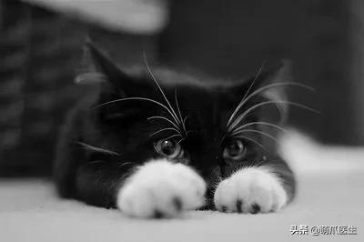 “你根本不爱猫，你就是馋它的身子！”