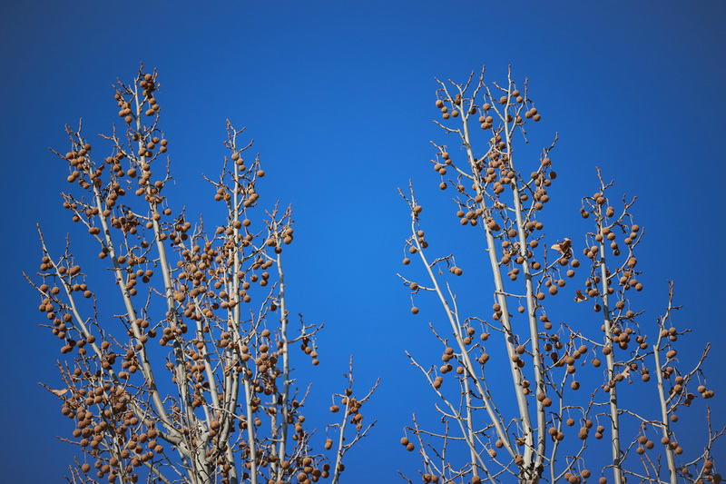 史上最轻便长焦利器佳能RF70-200mmF4L镜头评测