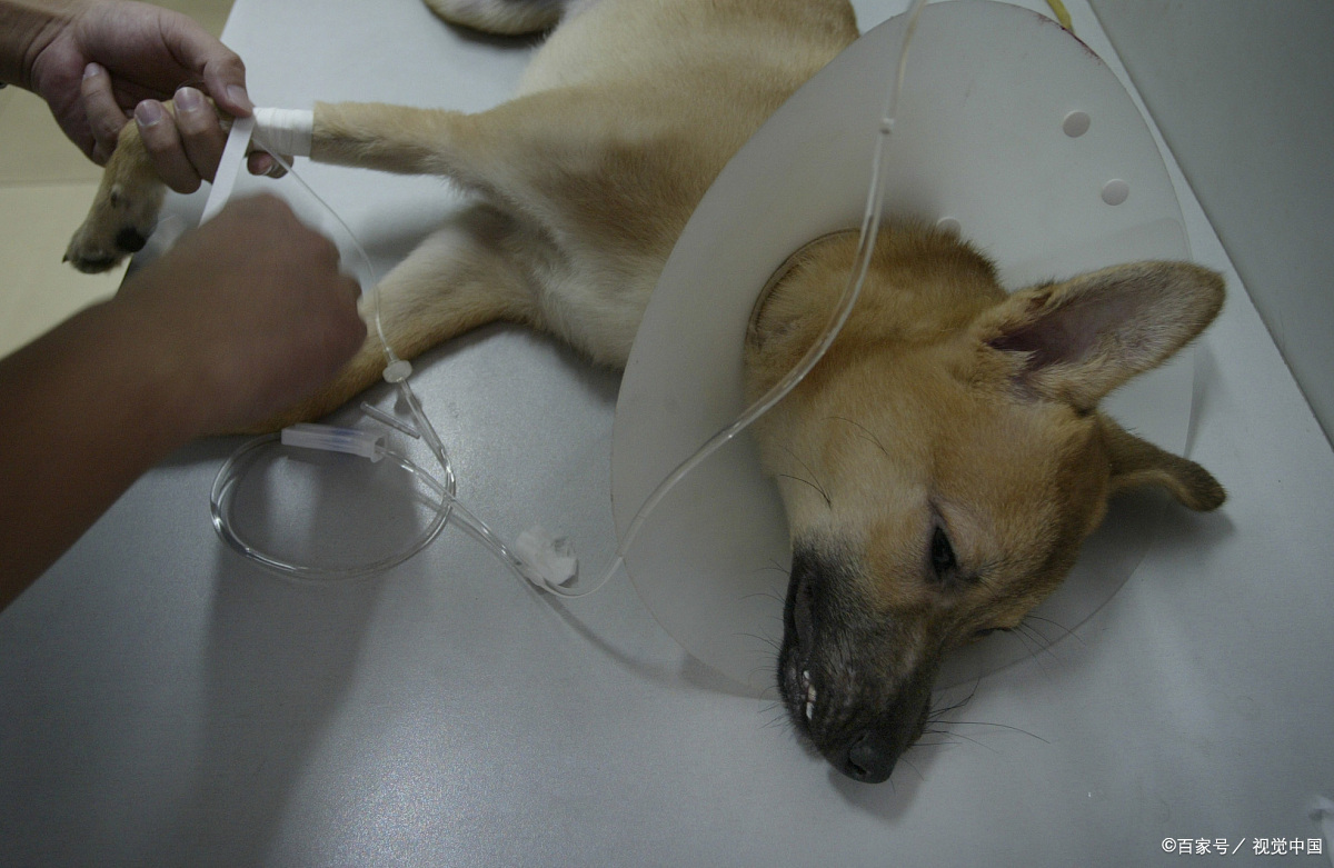 判断狗狗有没有狂犬病的三种方法,狗狗有这几种症状多半是狂犬病