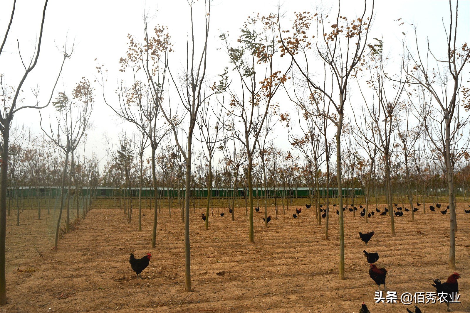 林下养鸡多赚钱的秘密,林下养鸡的真实收入