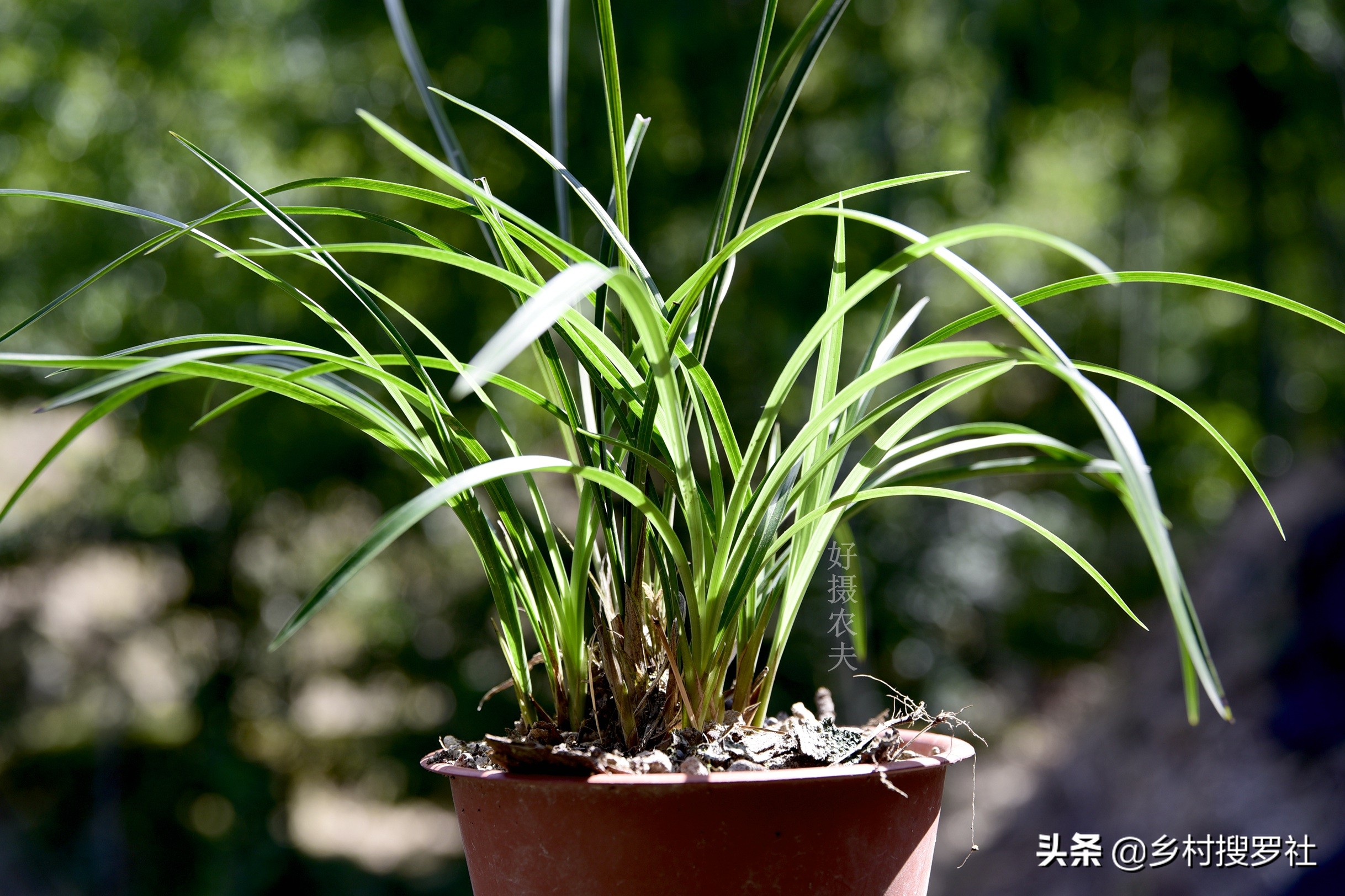 兰花有花苞开花前怎么养,兰花有花苞后如何养护和管理