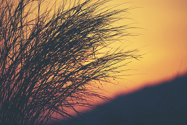 今日秋分秋色平分岁月无恙,秋分已过秋意渐浓又闻桂花香