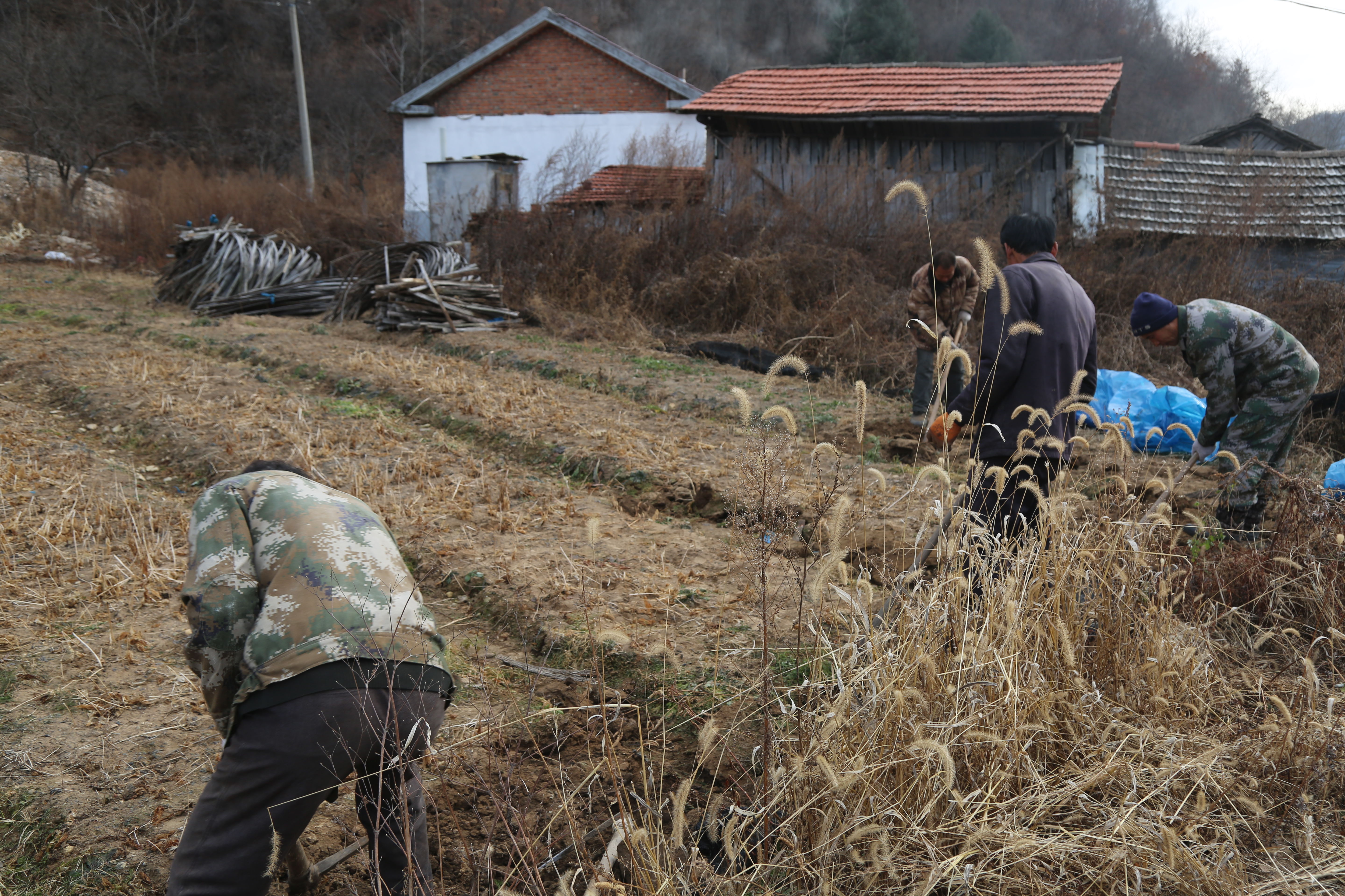 怎么用人参种子种人参,人参须能种出人参吗