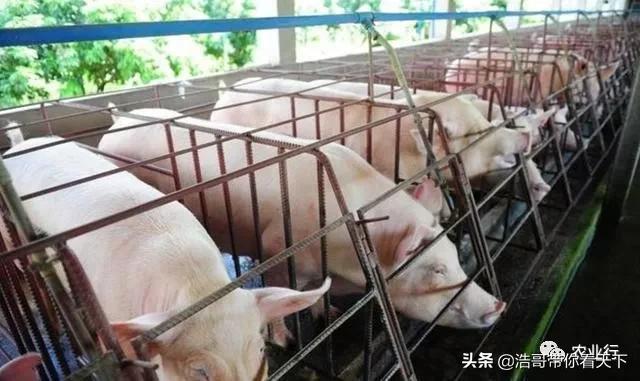 未来十年里农村养殖什么最赚钱了,养殖业除了养殖还有什么赚钱方式