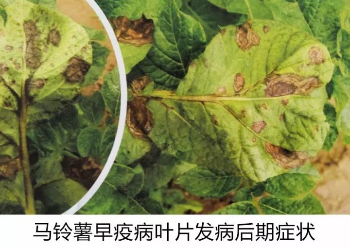 马铃薯常见病虫害及防治方法,马铃薯病虫害诊断与防治论文