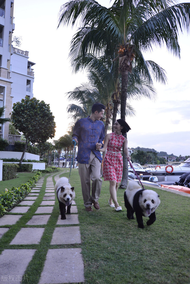 生活中松狮犬的养护须知是什么,松狮犬该怎么养这篇文章为你解读