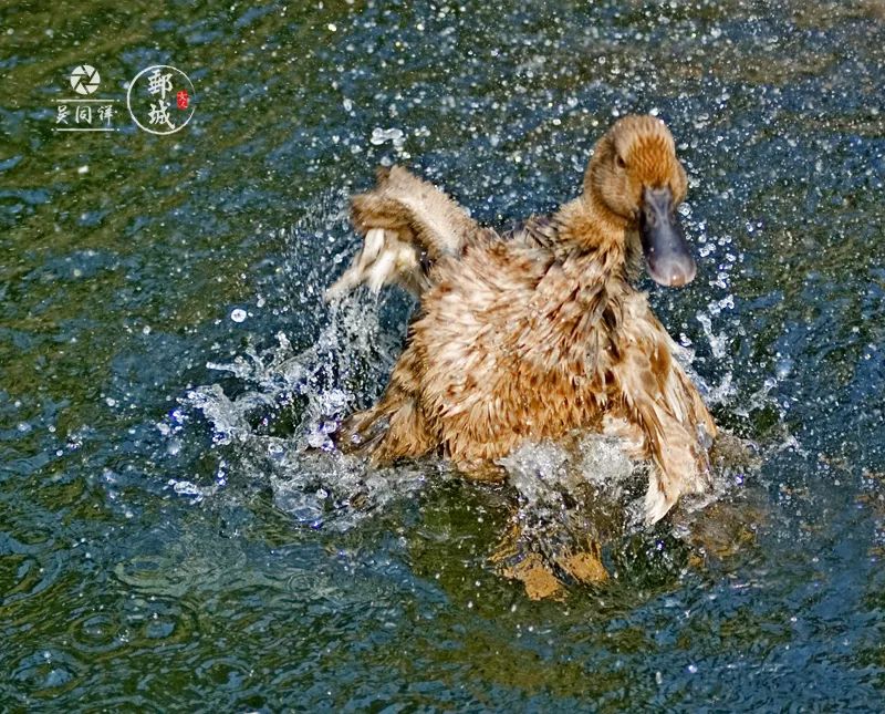 高邮咸鸭蛋什么季节吃,高邮咸鸭蛋几月好吃