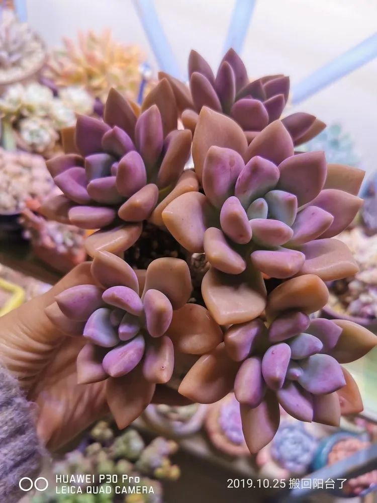 人生就像养多肉一样,人生如同养多肉时间不会怠慢