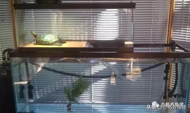 天气冷了养龟注意事项,阳台高温养龟