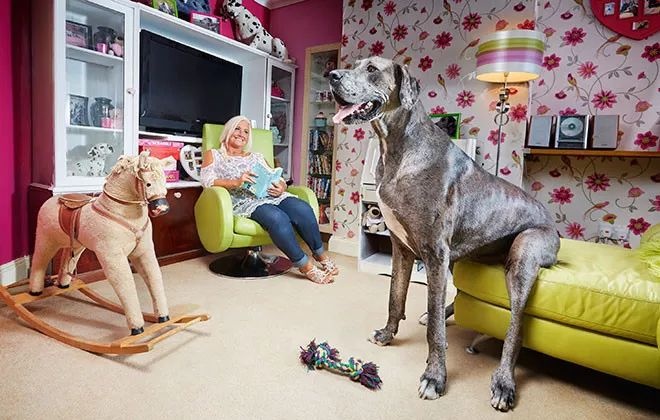 吉尼斯记录体型最大的狗,吉尼斯世界纪录最大的狗狗